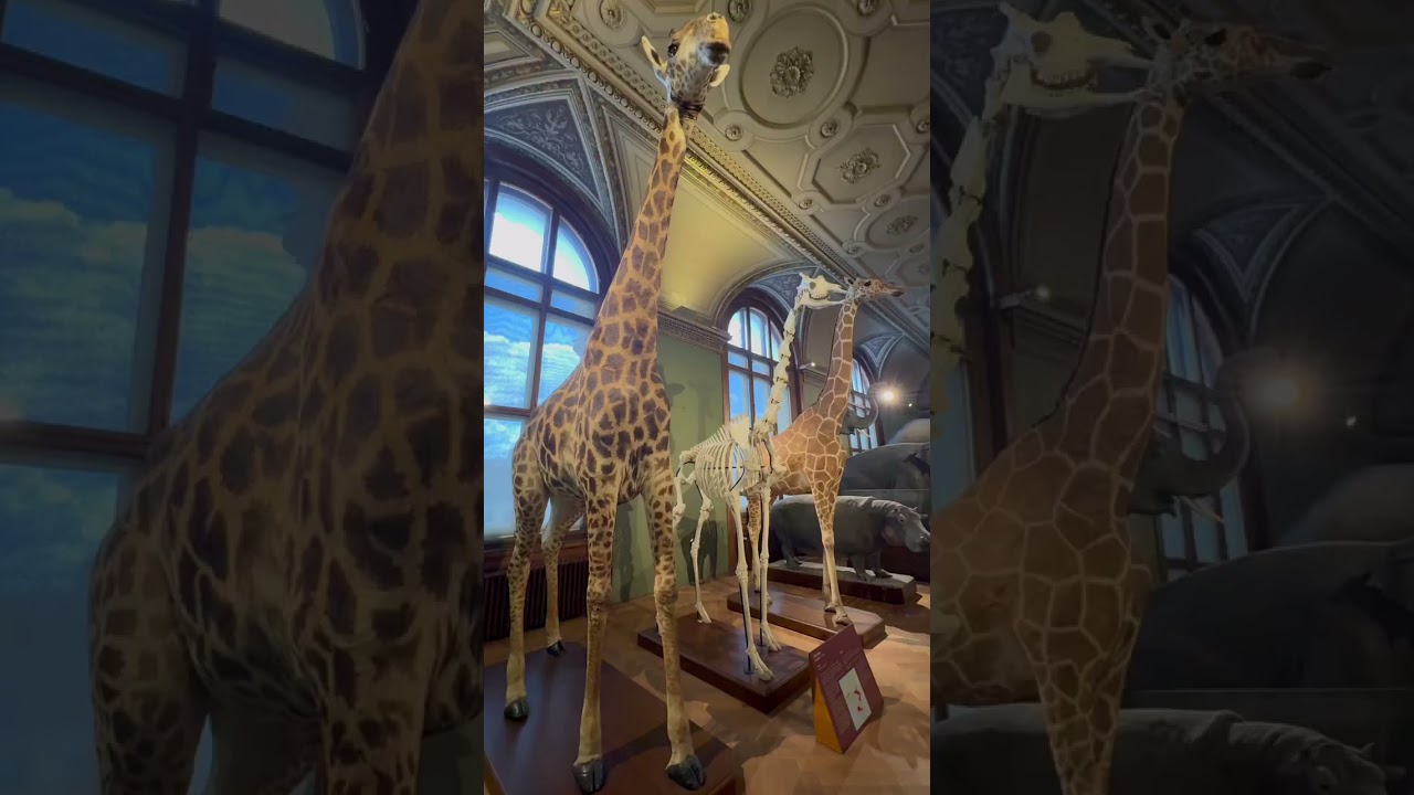 Museum of Natural History Vienna