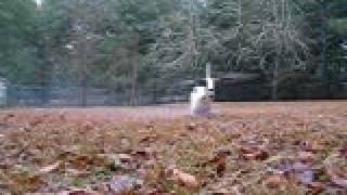 EC135 first hover jan 17 10.AVI