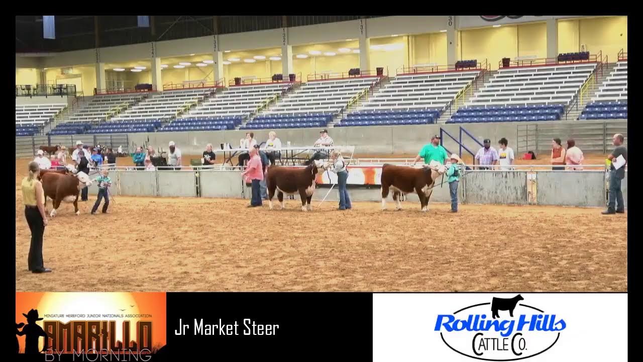 2023 Miniature Hereford Junior Nationals YouTube