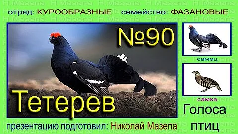 Тетерев. Голоса птиц