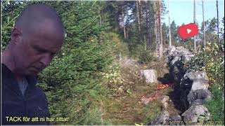 Vem stjäl äpplena i skogen? Viltkameran avslöjar...