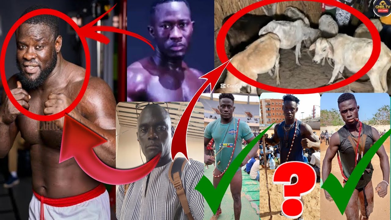  Emission Joktor 9 éme Numèro : Probléme des Boeufs à Mbine Farba _ Licence De Eumeu Sène _ Simole  