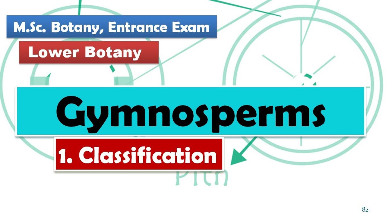 Classification | Gymnosperm