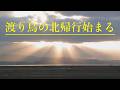 渡り鳥の北帰行始まる