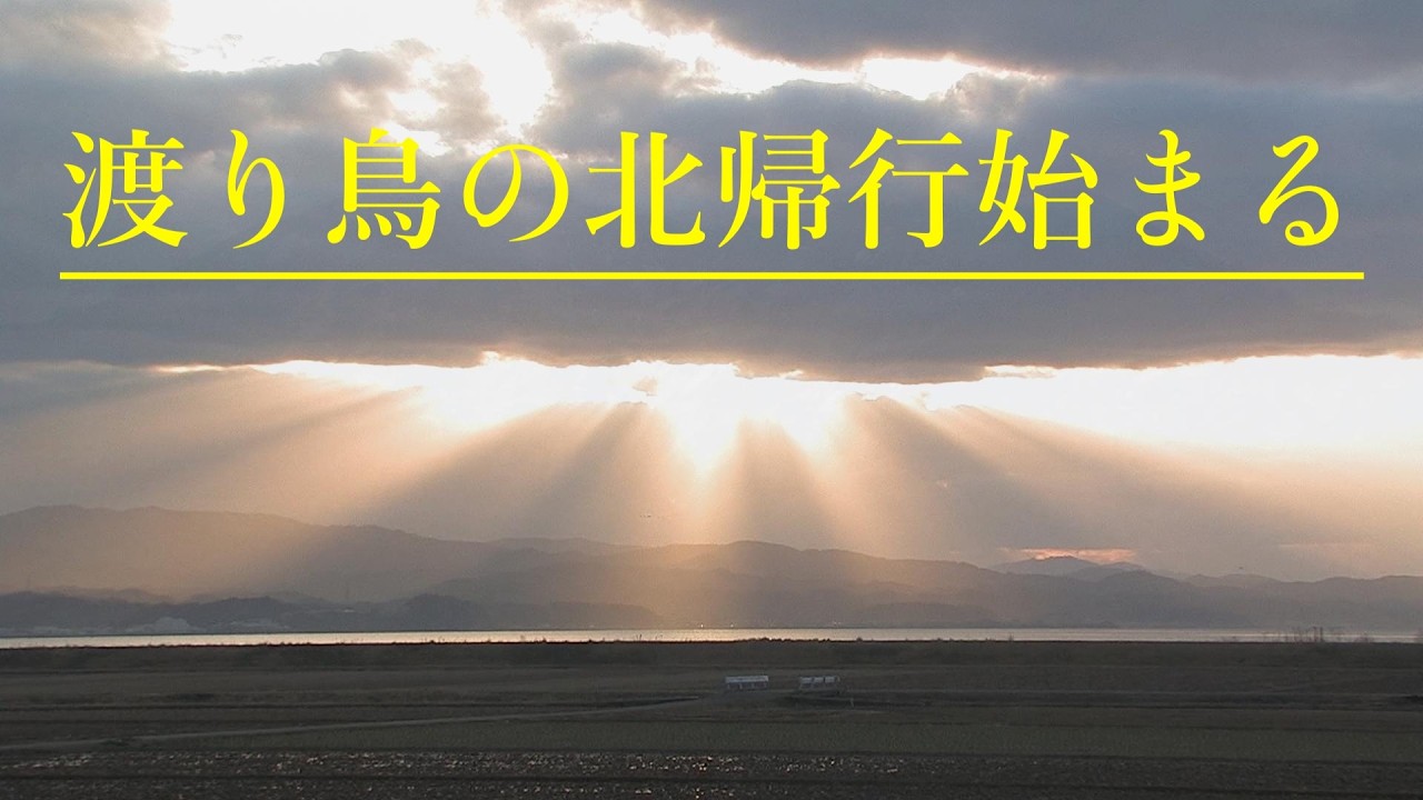 渡り鳥の北帰行始まる