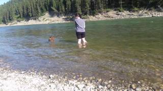 Daisy at Mckinnon flats. first time in the water