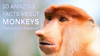 Top 10 Monkey Facts You Won’t Believe! 🐒 (Prepare to Go Bananas!)