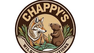 Best Mink Trap for the job National Trappers Association 2026 Roundtable #1 of 7. #mink #trapping