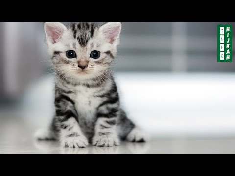 Video: Apakah Kucing Anda Buang Air Kecil Di Rumah Anda? Selamat Datang Di Kucing Anda Dari Neraka