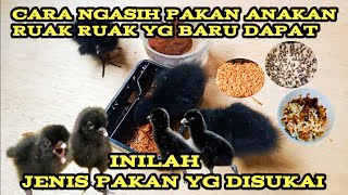 Cara melatih anakan ruak ruak usia satu hari agar mau makan dan tidak mati @gusvlog9889