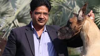 Biggest Great Dane Kennel In India || VIDANE'S Kennel || Dr Vidhya Ratan || Scoobers