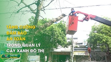 Tăng cường đảm bảo an toàn trong quản lý cây xanh đô thị | Thái Nguyên TV