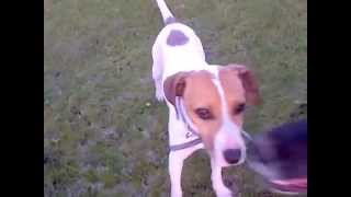 Spencer - English Pointer mix