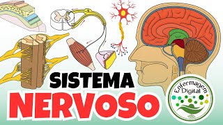 Nervous System - Complete Lesson - Digital Nursing