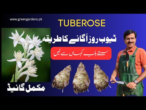 Video: Planting af en tuberoseløg – hvor dybt at plante tuberose