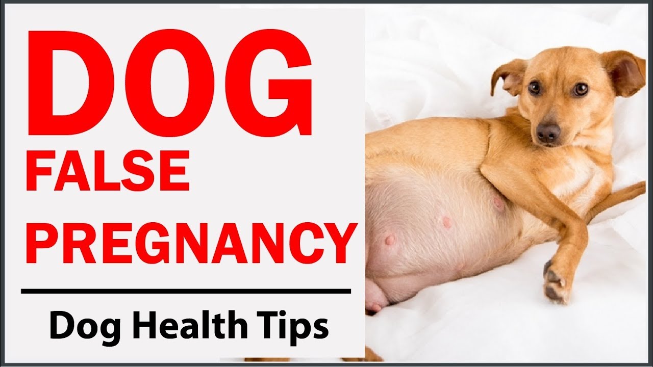 How To Identify If Your Dog Is Having A False Pregnancy YouTube