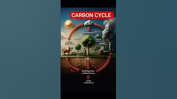 Carbon Cycle  #school #science