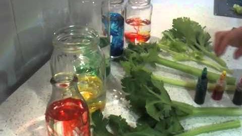 Experiment colouring celery