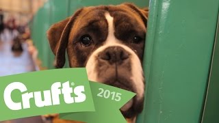 Best of Breed - Boxer and winner's interview | Crufts 2015