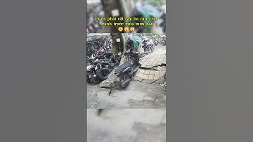 Lý do phải cắt cây tỉa cành cây xanh