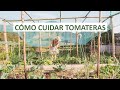 Como cuidar tomateras  poda de chupones aplicar acolchado y calcio