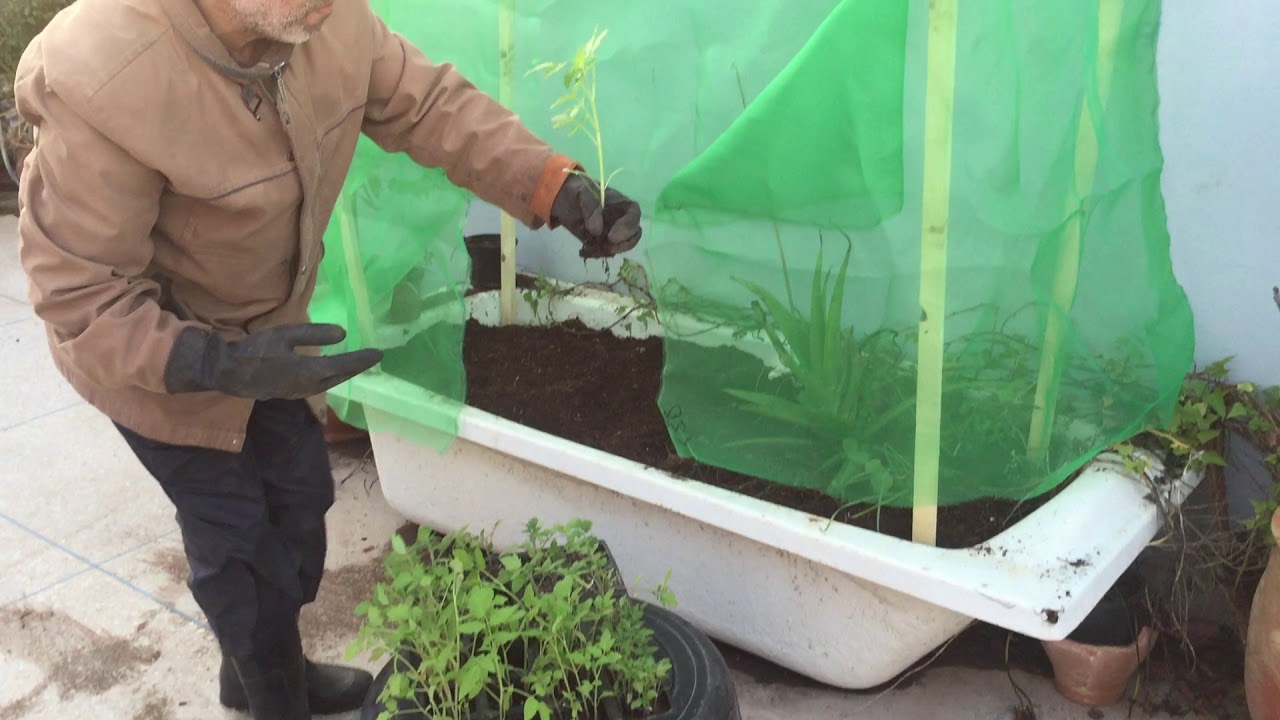 زراعة الاسطح 3