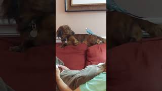 Wary Dog Laying as Playful Bird Startles It