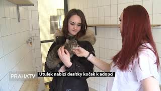 Útulek nabízí desítky koček k adopci
