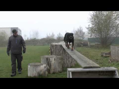 AUGSBURGER HUNDESCHULE Trailer 2014 // Rottweiler Hündin \