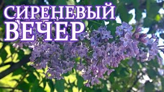 Сиреневый вечер