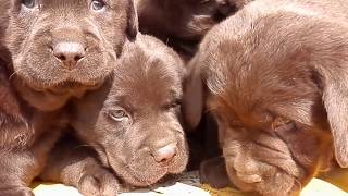 Щенки лабрадора шоколадного окраса. Chocolate Labrador puppies. Щенки лабрадора шоколадного окраса. Chocolate Labrador puppies.