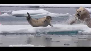 Арктика -  белый медведь охотится на тюленя и ловит его(Белый медведь охотится на тюленя., 2021-12-02T06:33:33Z)