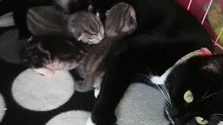 Kitty vlogs. 1 week old. How to sex kittens.