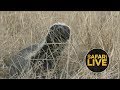 safariLIVE- Sunrise Safari - July 6, 2018