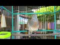 Perkutut Lokal Suara Merdu Paling Ampuh Untuk Pikat Lawan Agar Mau Bunyi Mp3 - Mp4 Download