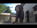 Elephant Taking Shower &amp; Eating Watermelon