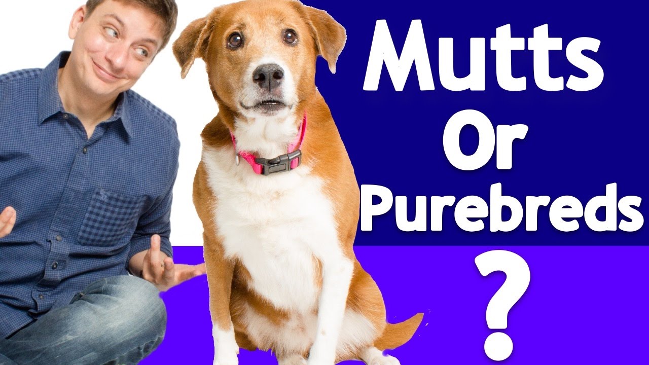 Which Is Better? Purebred Or Mixed Breeds? The Answer Is In The Dna!