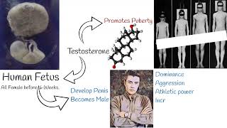 Testosterone and Masculinity - Does Alpha males have Higher Testosterone?
