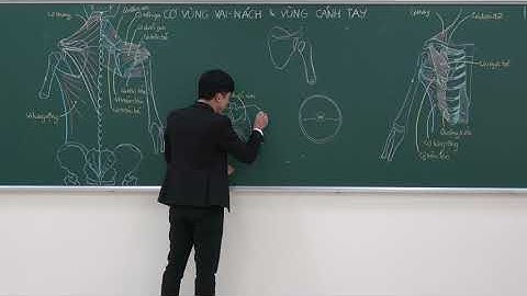 CHI TRÊN: CƠ CHI TRÊN - (2) CƠ VÙNG VAI VÀ NÁCH: CƠ VÙNG NGỰC VÀ VÙNG DELTA