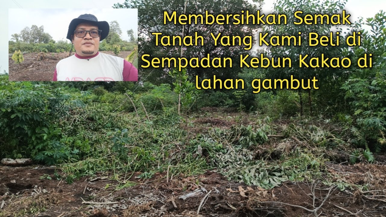Membersihkan Semak Tanah Yang Kami Beli di Sempadan Kebun Kakao di Lahan Gambut #kakao #kebun #fyp 