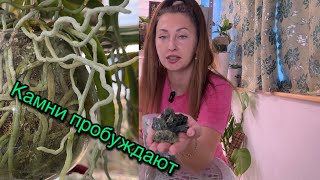 видео: Камни высасывают корни из орхидей! Посмотрим, что из этого получится картинка: Камни высасывают корни из орхидей! Посмотрим, что из этого получится