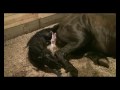 Friesian Horse Giving Birth (graphic)