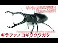 【ギラファノコギリクワガタ】６ヶ月目のエサ交換、体重はどんな感じ？