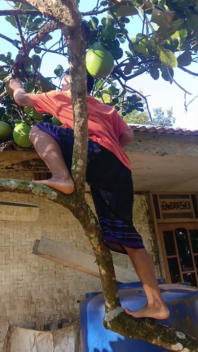 Hanyu saha nu hayang#panen #jeruk #buahbuahan #jerukbali #feedshorts #shortvideo