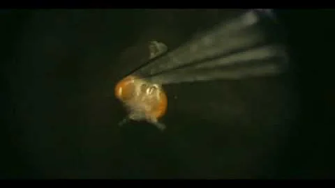 Liqun Luo Lab Presents: Drosophila Brain Dissectio...
