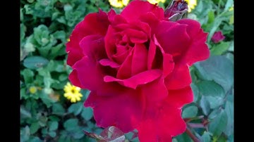 A Video out of Flickr-Web Album, using Photo Slideshow Director HD