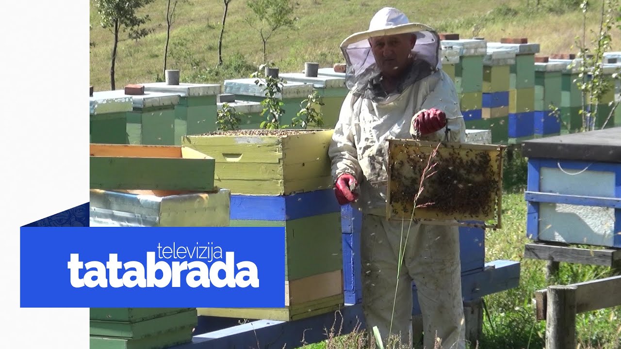 Zaljubljen je u pčele i svaki dan održava preko 140 košnica - tatabrada.tv