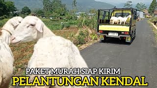 HARGA DOMBA PAKET BREEDING MURAH 2 EKOR DOMBA SIAP DIKIRIM HARI INI PELANTUNGAN KENDAL