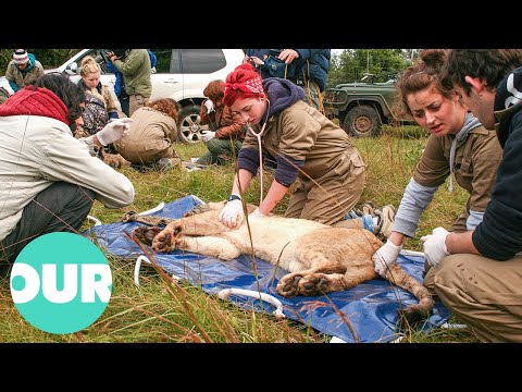 Video: Taxerar veterinärer för att behandla vilda djur?