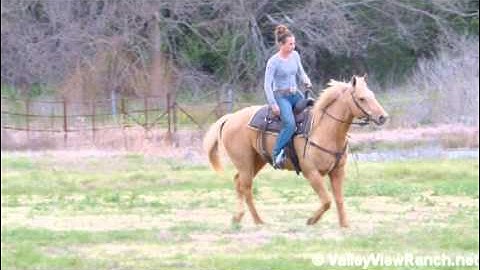 Amarillo ***For info, price, etc., go to our website*** Valley View Ranch